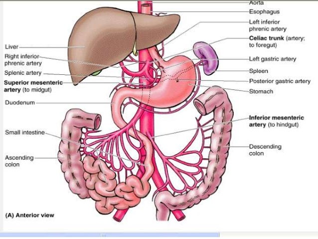 anatomia del intestino delgado y grueso